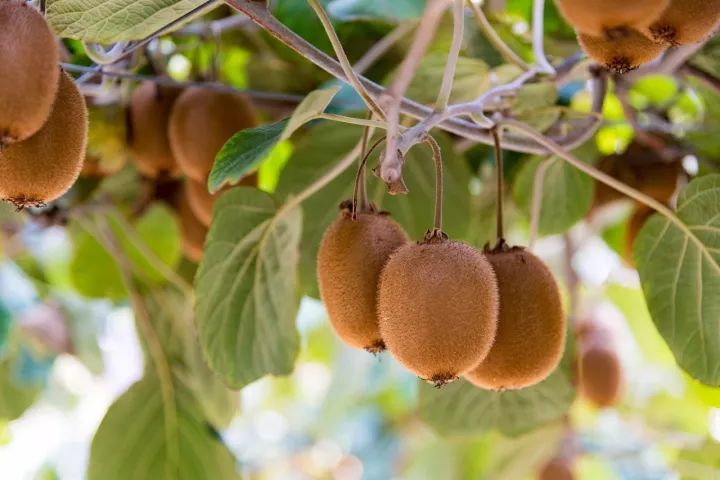 田园孟津|现代“百果园”月月有果香