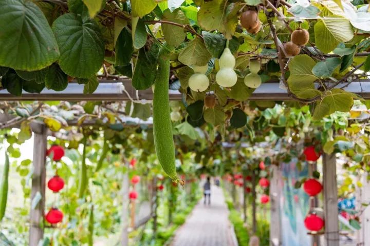 田园孟津|现代“百果园”月月有果香