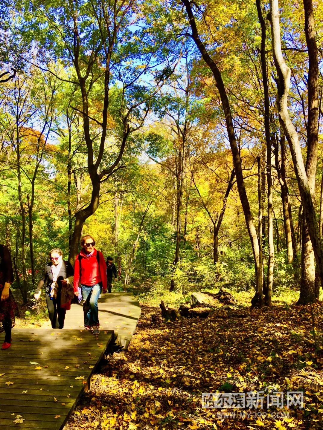 看万山红遍层林尽染全文图片,看万山红遍层林尽染全文朗诵