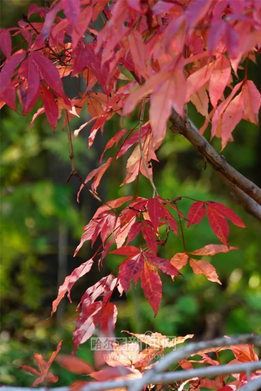 看万山红遍层林尽染全文图片,看万山红遍层林尽染全文朗诵