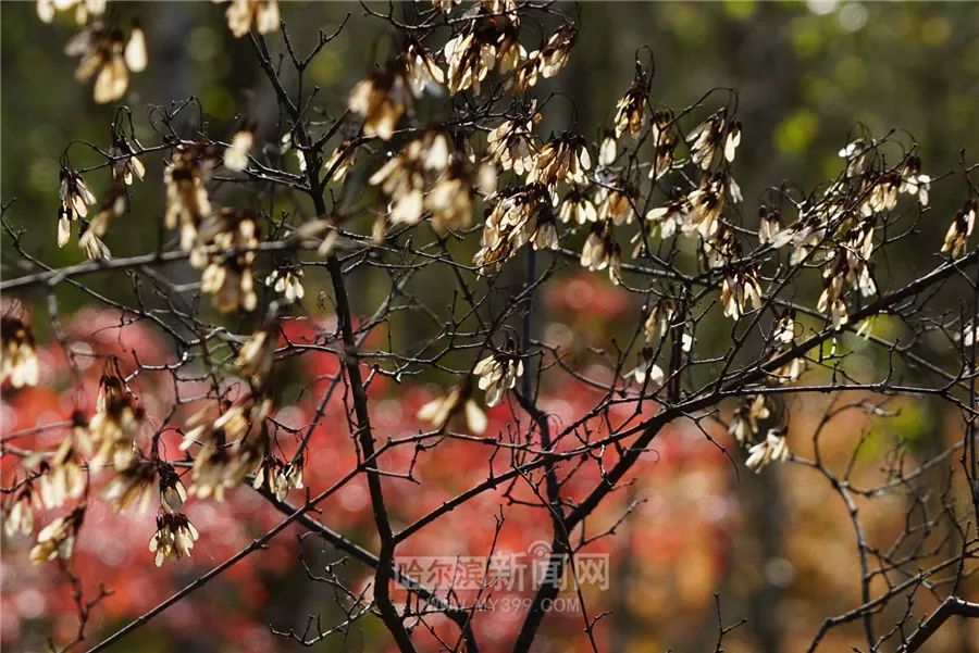 看万山红遍层林尽染全文图片,看万山红遍层林尽染全文朗诵
