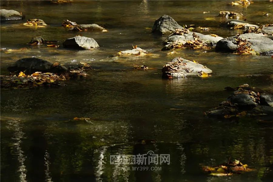 看万山红遍层林尽染全文图片,看万山红遍层林尽染全文朗诵