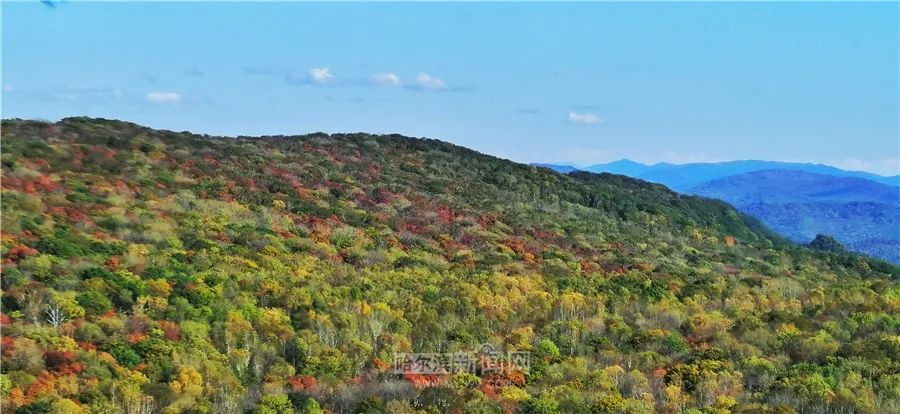 看万山红遍层林尽染全文图片,看万山红遍层林尽染全文朗诵