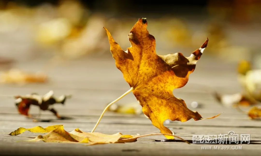 看万山红遍层林尽染全文图片,看万山红遍层林尽染全文朗诵