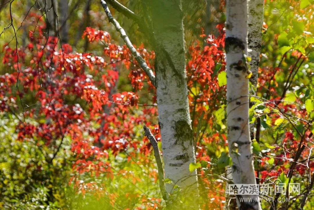 看万山红遍层林尽染全文图片,看万山红遍层林尽染全文朗诵