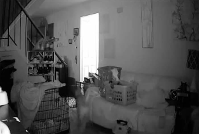 半夜3点狗狗发出狼嚎般吹狗螺声音主人调视频监控惊闻神秘女童声音