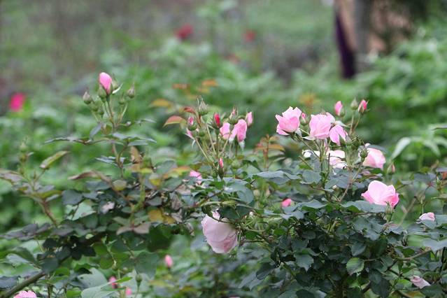 南宁后花园上林旅游景点,世界长寿之乡广西