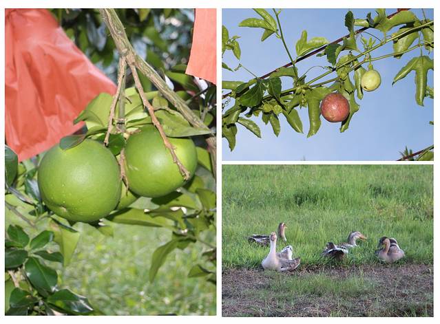 南宁后花园上林旅游景点,世界长寿之乡广西