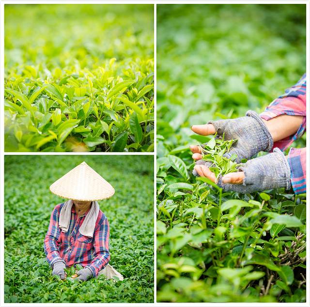 南宁后花园上林旅游景点,世界长寿之乡广西