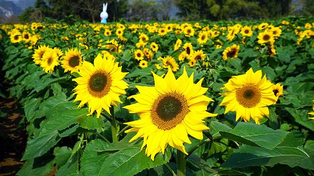 南宁后花园上林旅游景点,世界长寿之乡广西