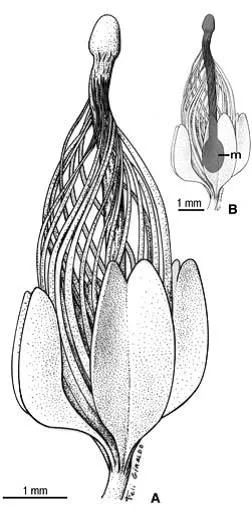 划时代的植物种子有哪些,划时代的植物种子图片