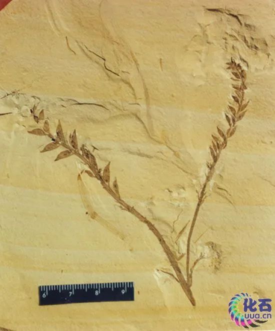 划时代的植物种子有哪些,划时代的植物种子图片