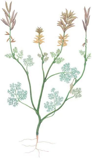 划时代的植物种子有哪些,划时代的植物种子图片