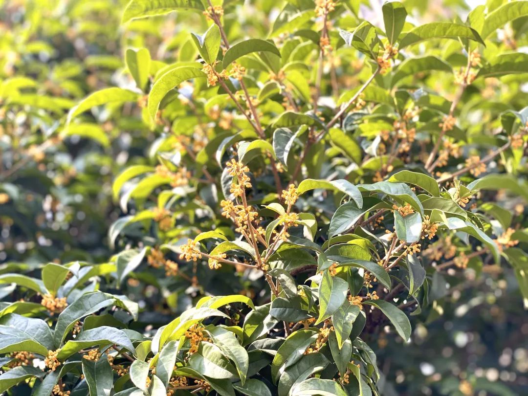 滨江多思创新学校,滨江学校全部排名