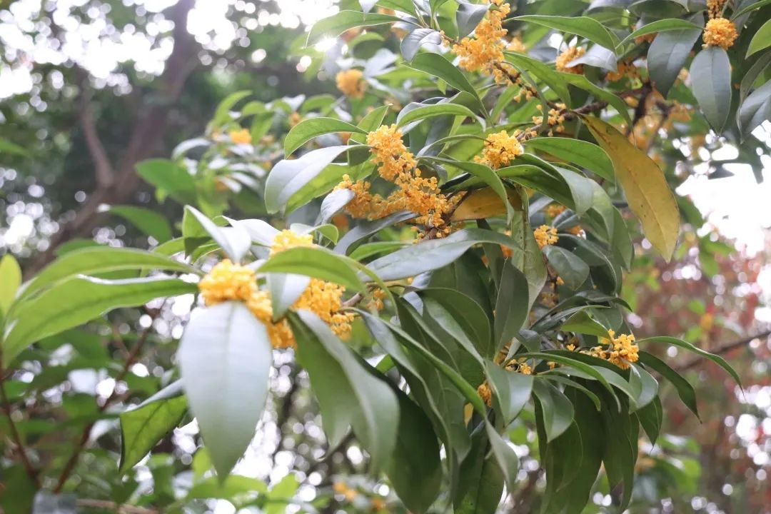 滨江多思创新学校,滨江学校全部排名