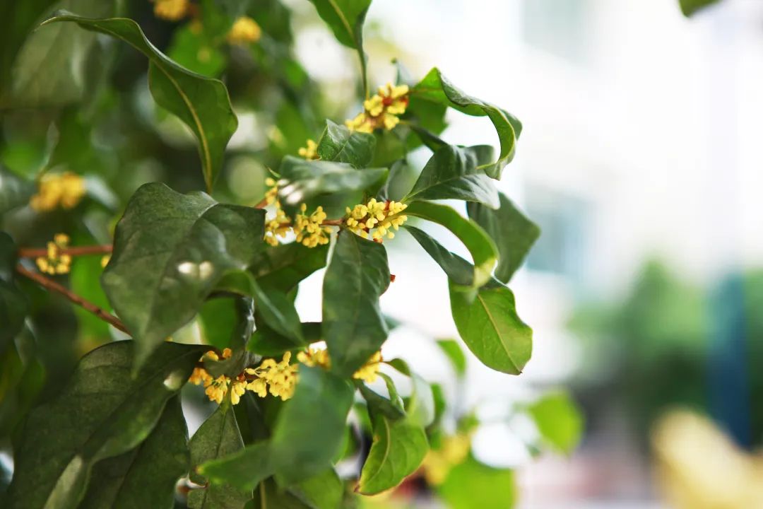 滨江多思创新学校,滨江学校全部排名