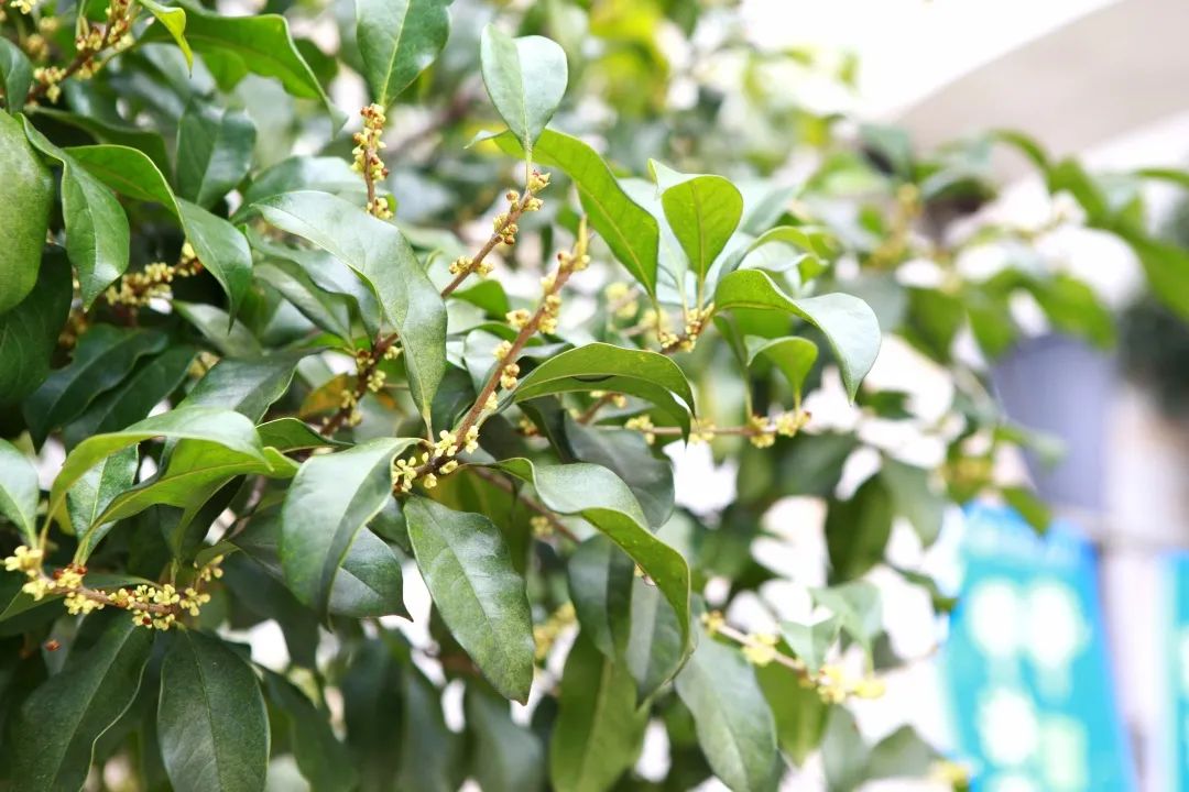 滨江多思创新学校,滨江学校全部排名