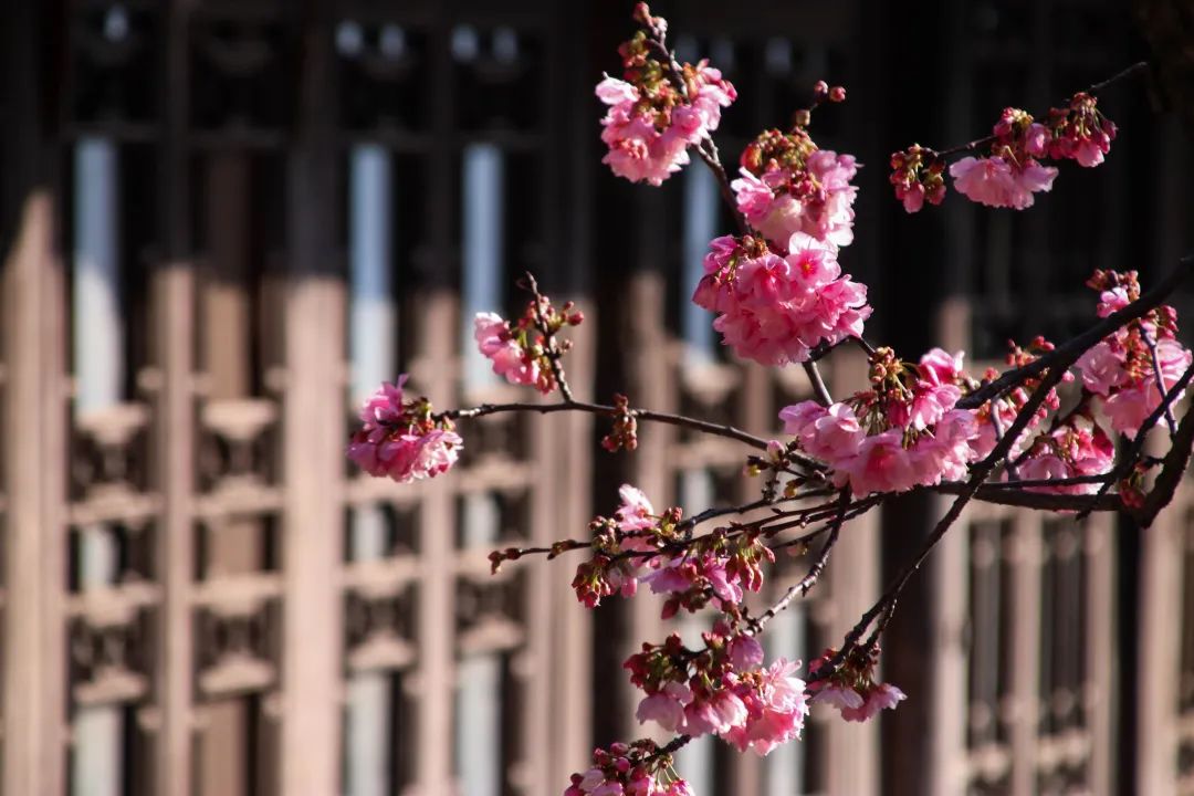 四川邛海旅游攻略必去景点,邛海泸山一日游先去哪里