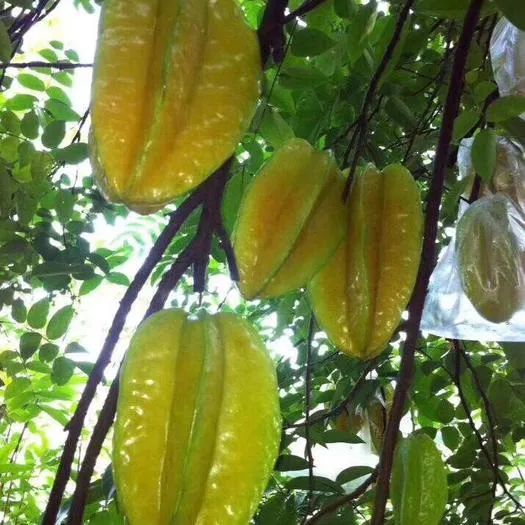 国庆逗阵行第五站|秋风送爽,“开漳圣地”欢迎您