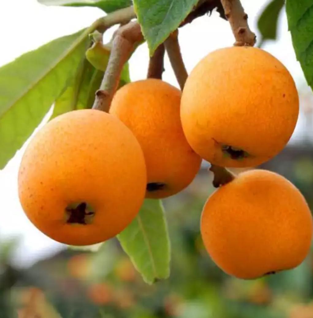 国庆逗阵行第五站｜秋风送爽，“开漳圣地”欢迎您