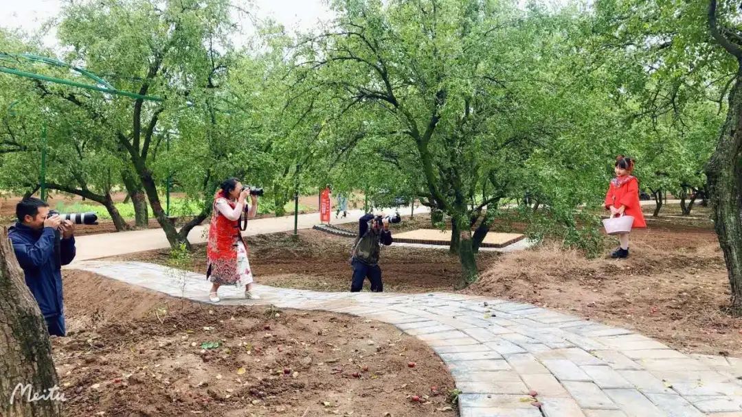 阎良千年枣林的照片,阎良千年枣林老照片