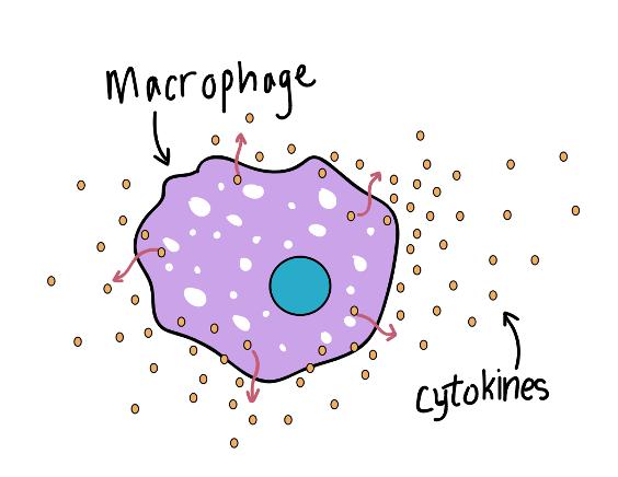人人学懂免疫学全集,人人学懂免疫学语音版