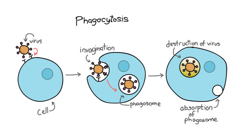 人人学懂免疫学全集,人人学懂免疫学语音版
