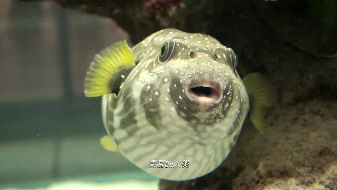 实打实的好看,为它走进影院不后悔