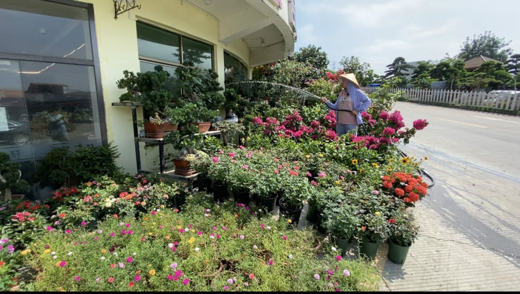 深圳最大花卉市场在哪里,深圳最大的花卉市场在哪里