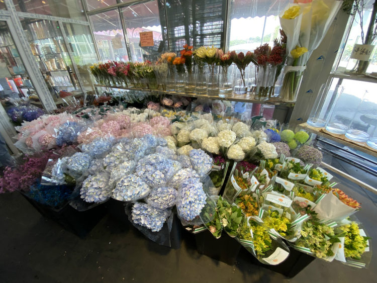 深圳最大花卉市场在哪里,深圳最大的花卉市场在哪里