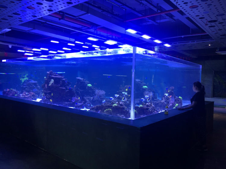 深圳最大花卉市场在哪里,深圳最大的花卉市场在哪里