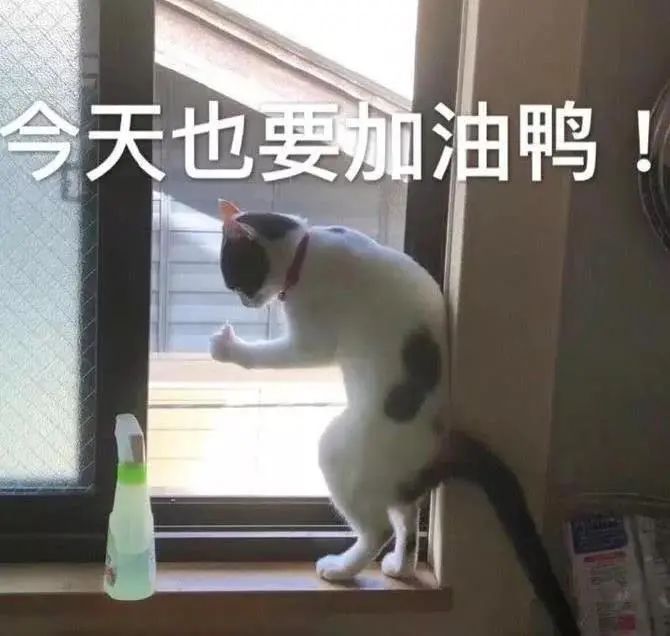 移植胚胎11天相当于怀孕几周,胚胎移植怀孕4-5周有什么感觉