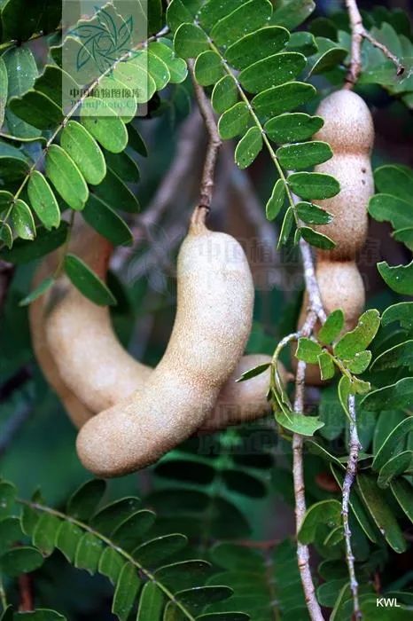 柠檬不是酸而是甜,柠檬是酸的有人说是甜的