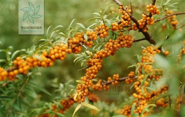 柠檬不是酸而是甜,柠檬是酸的有人说是甜的