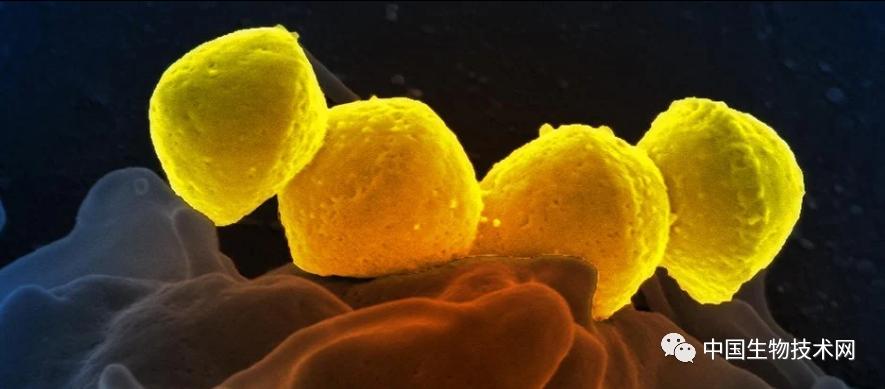 《自然通讯》:不止新冠大流行,死灰复燃的“猩红热”已重出江湖