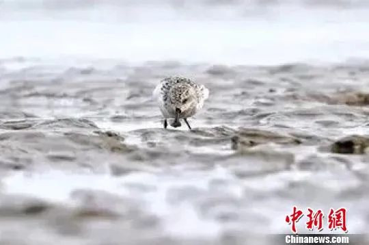 温州异国风情,温州城侨乡