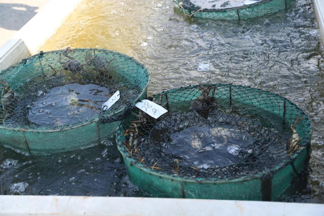 中华好蟹颁奖,中华好螃蟹