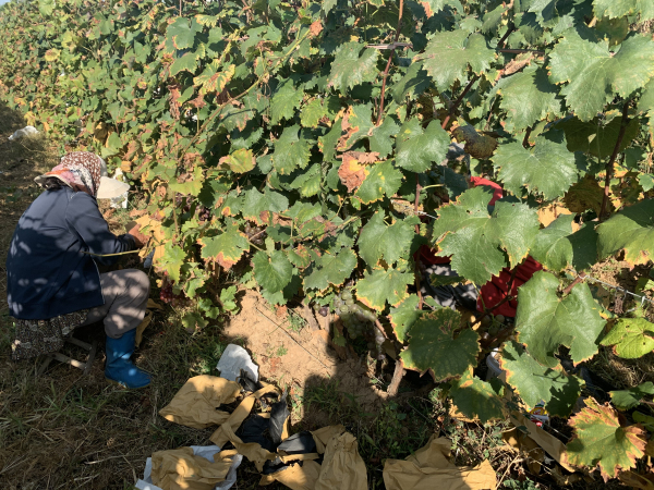 巨峰葡萄目前销售状况,巨峰葡萄价格最新消息