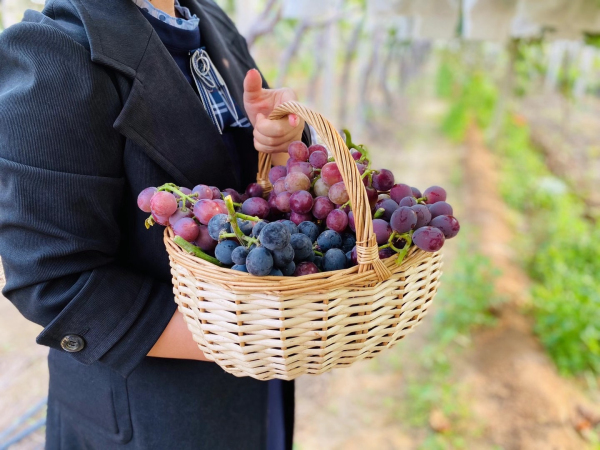 巨峰葡萄目前销售状况,巨峰葡萄价格最新消息
