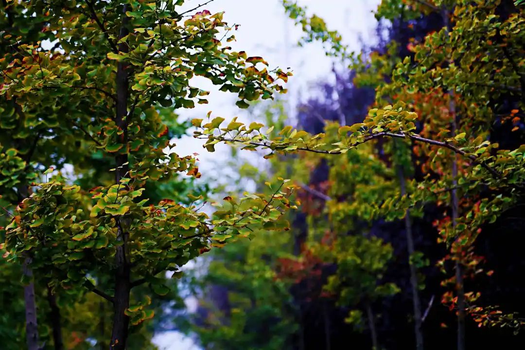 秋光如画，让我们一起“点亮”阎良的诗意秋凉~