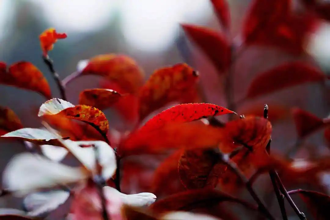 秋光如画,让我们一起“点亮”阎良的诗意秋凉~