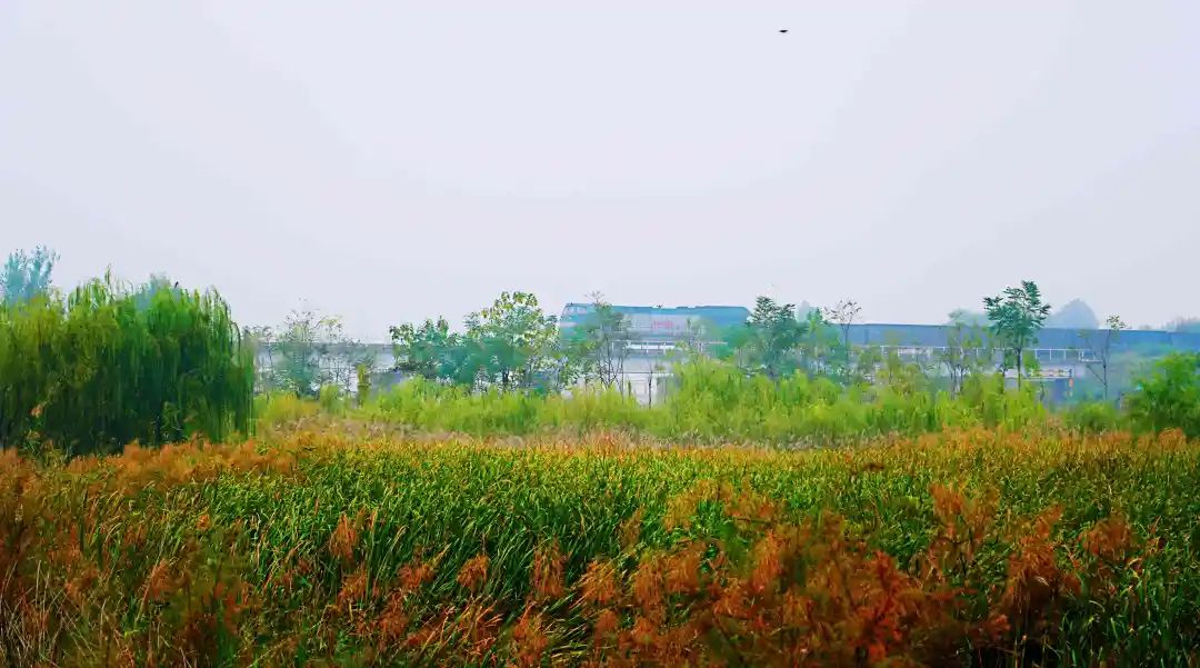 秋光如画，让我们一起“点亮”阎良的诗意秋凉~