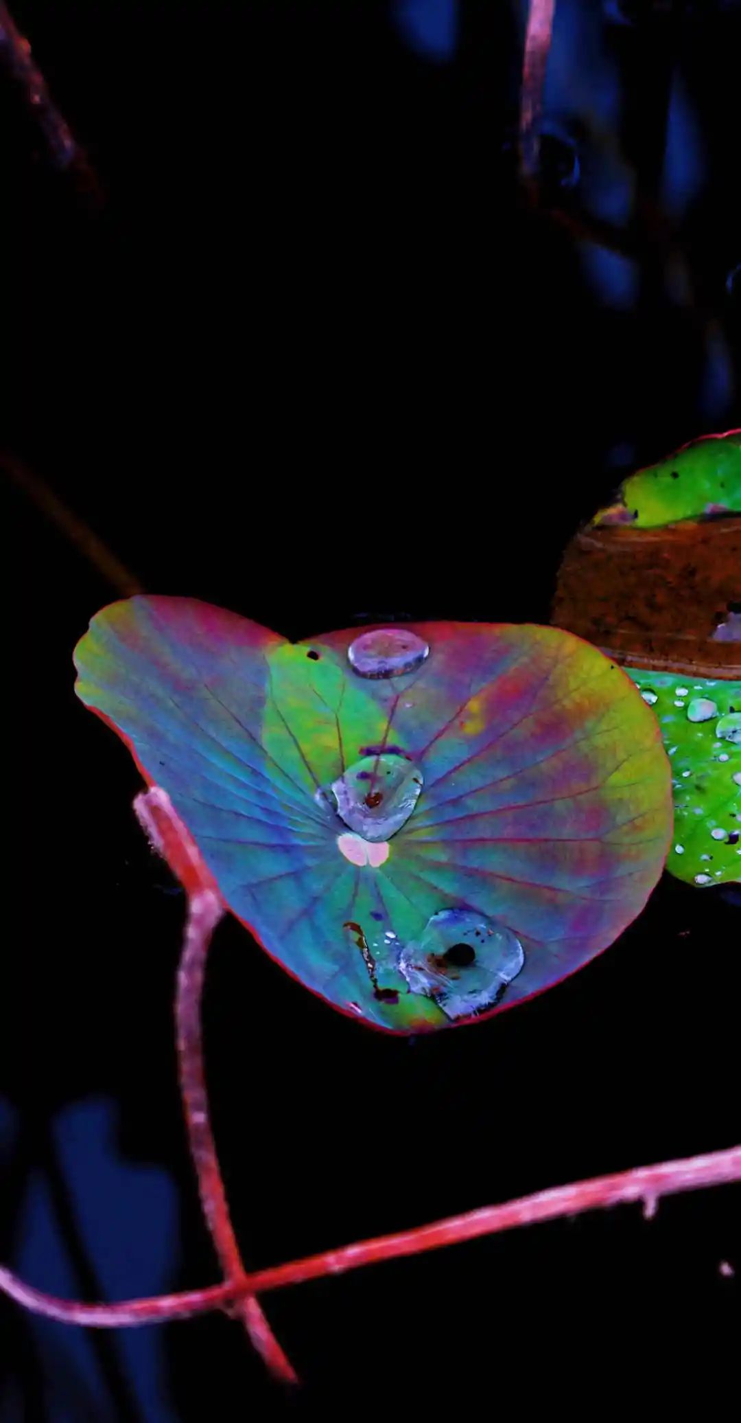 秋光如画,让我们一起“点亮”阎良的诗意秋凉~