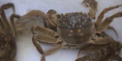 螃蟹怎么放才能保存久一点,怎样保存螃蟹放一周都是鲜活的