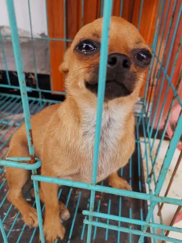 “似乎它从来都没有真正离开过”:和宠物告别的25个时刻