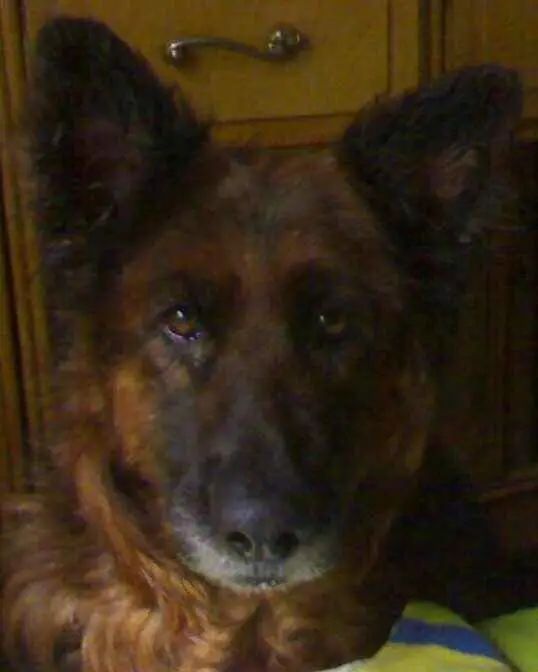 “似乎它从来都没有真正离开过”:和宠物告别的25个时刻