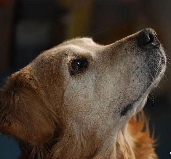 “似乎它从来都没有真正离开过”:和宠物告别的25个时刻