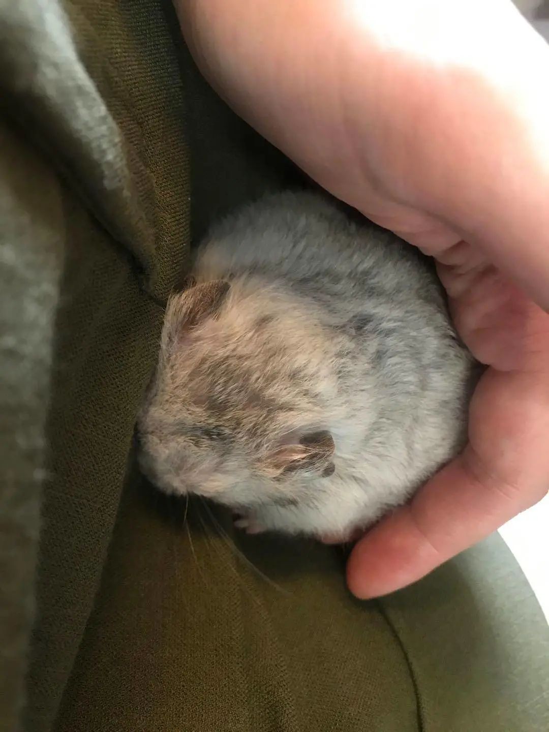 “似乎它从来都没有真正离开过”:和宠物告别的25个时刻