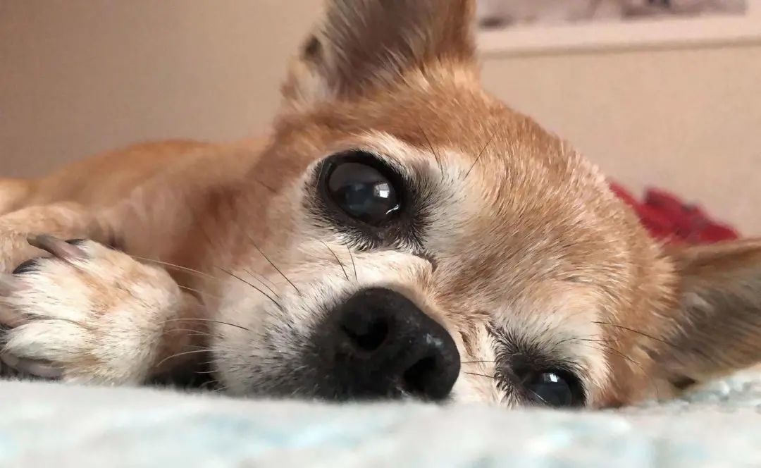 “似乎它从来都没有真正离开过”:和宠物告别的25个时刻