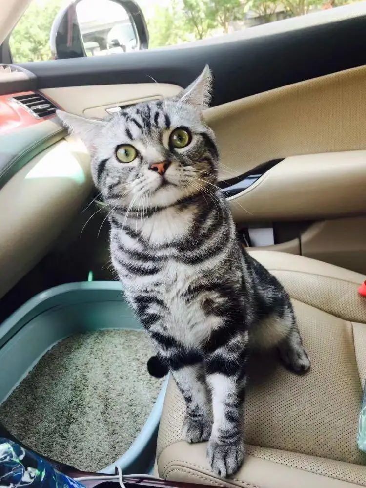 “似乎它从来都没有真正离开过”:和宠物告别的25个时刻